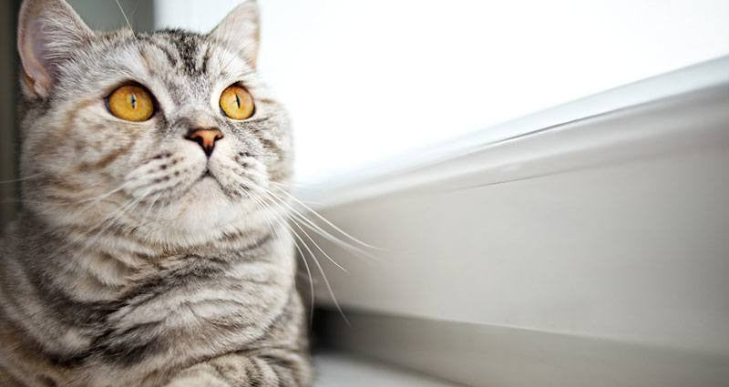 Cat looking outside the window