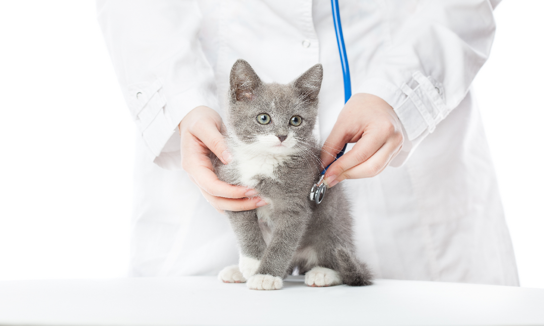 The 4 Best Natural Remedies for Cat Bronchitis You Should Have in Your Pet Care Checklist 2023
