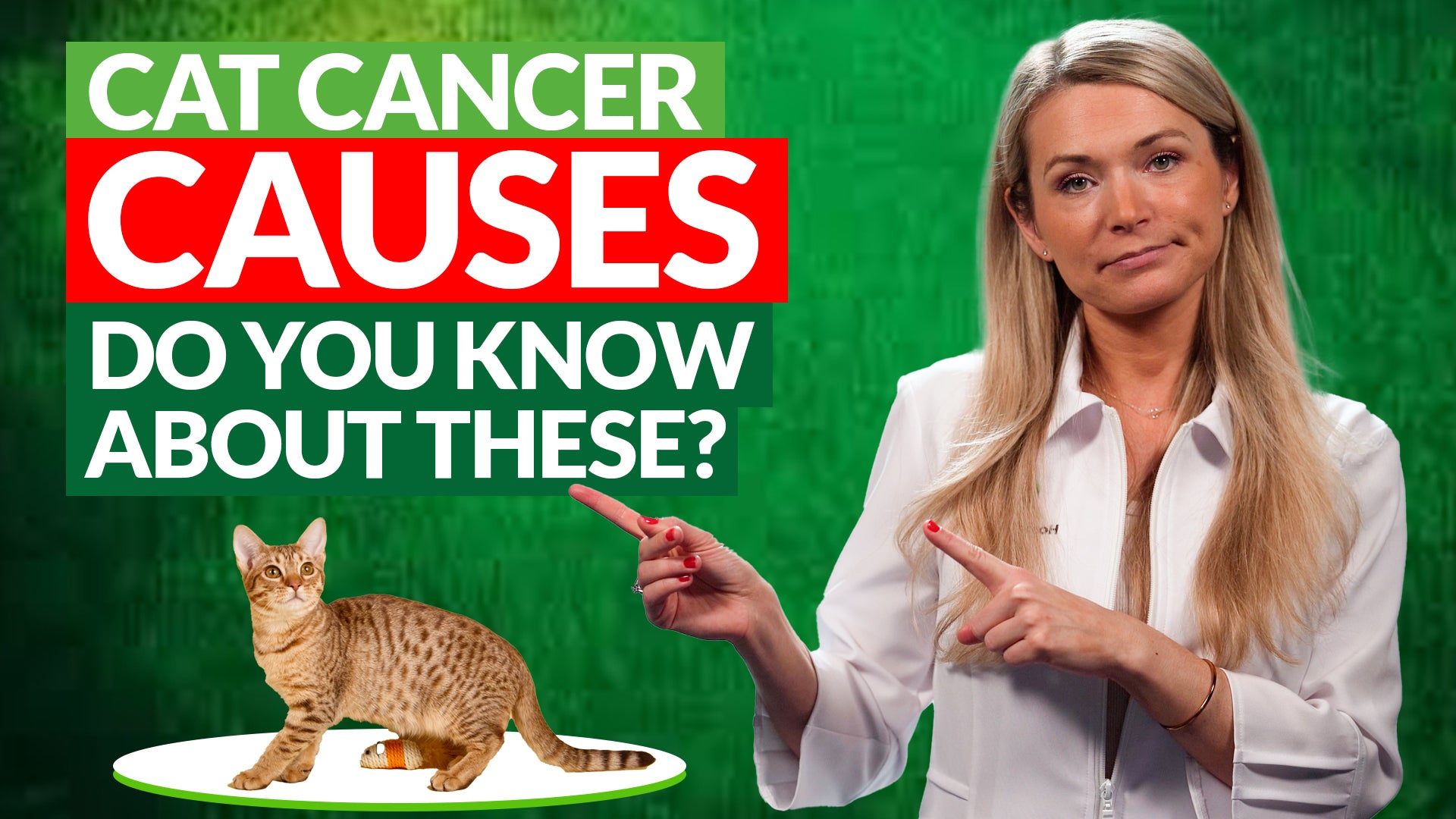 4 Cat Cancer Causes Most People Seem to Ignore