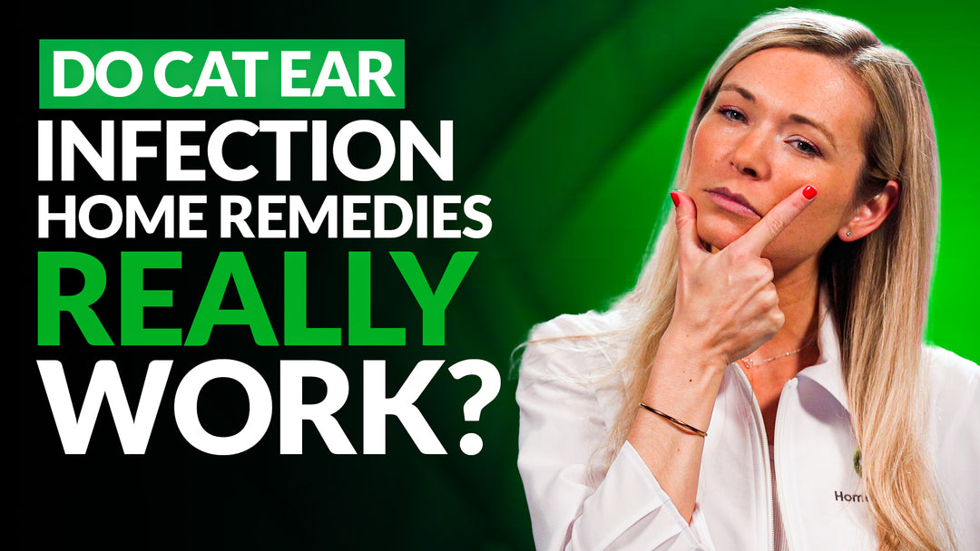 Do Cat Ear Infection Home Remedies Really Work? 2024