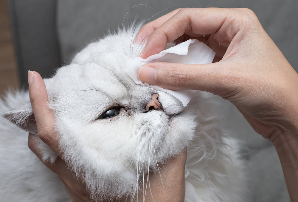 How Can I Treat my Cat's Eye Infection AT HOME?