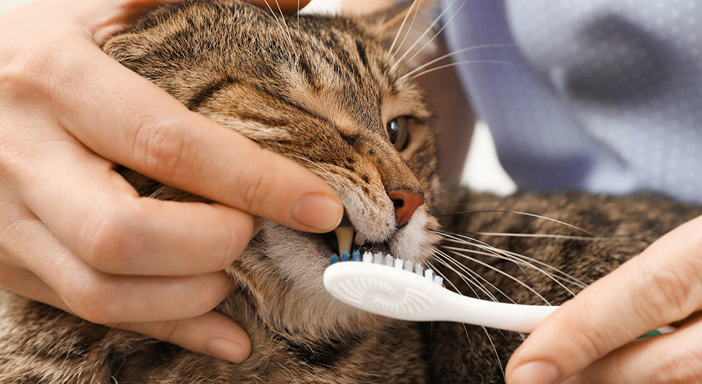 Here's How To Treat Cat Stomatitis Naturally AT HOME