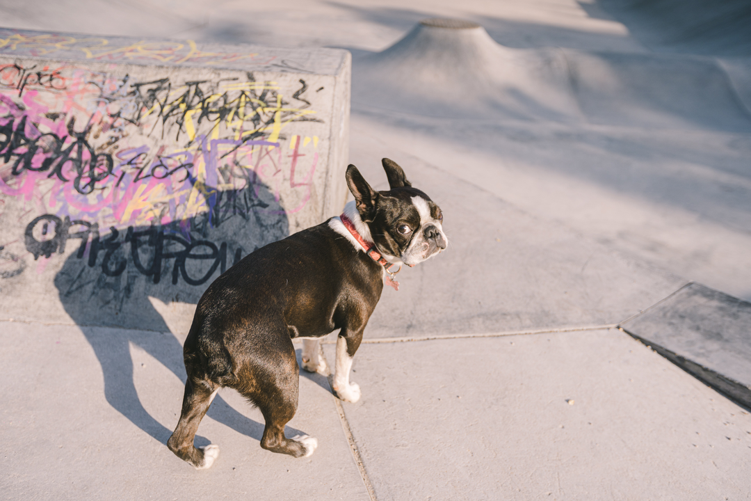 Mental Stimulation Strategies for Senior Boston Terriers