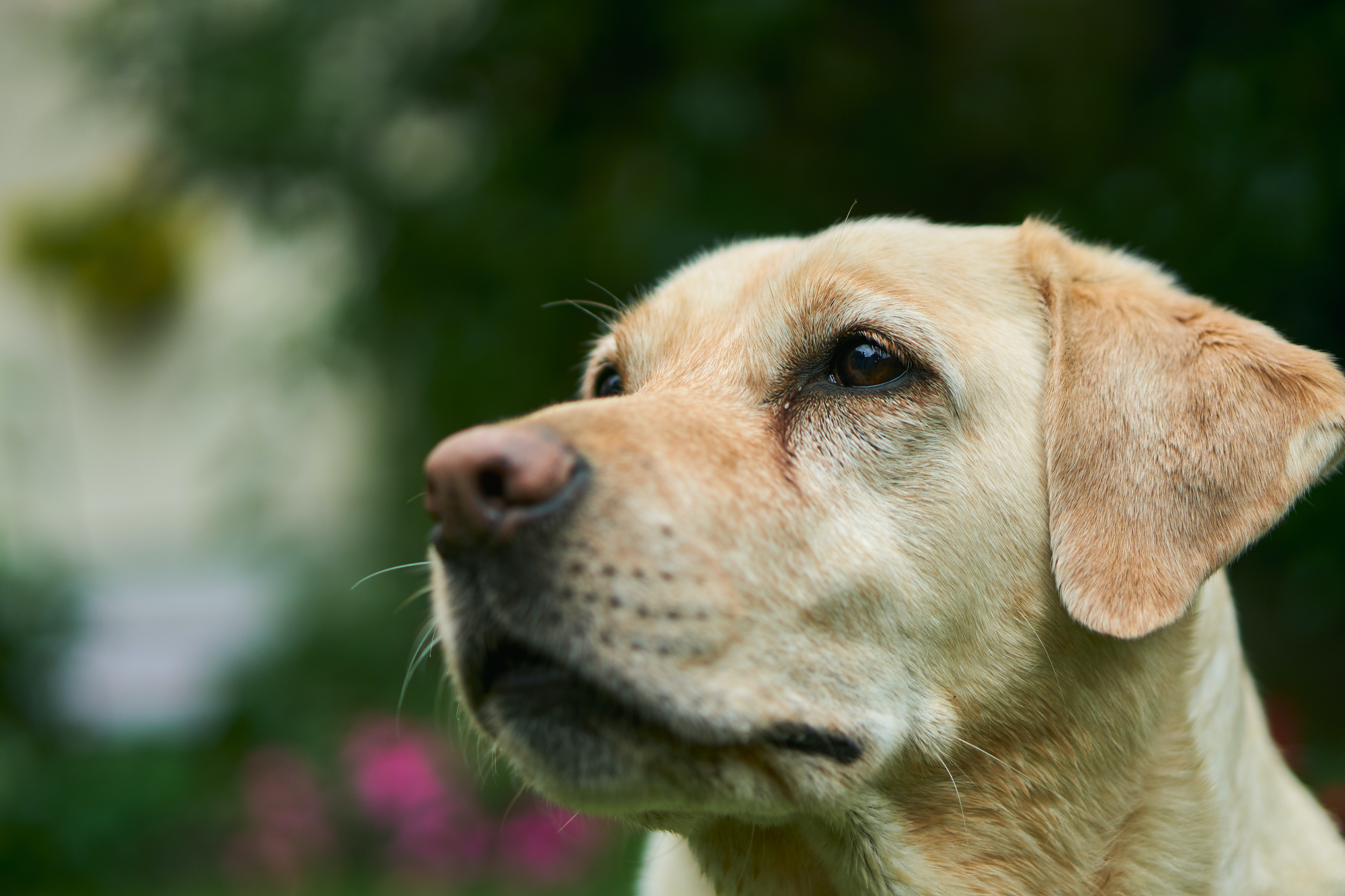 Senior Labrador Retrievers: Optimized Exercise Routines for Health and Happiness