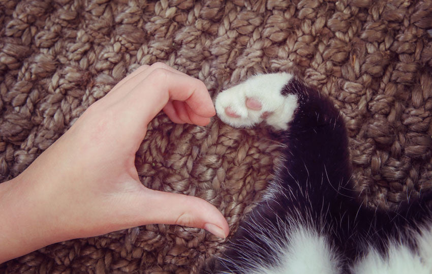 Does Your Cat REALLY Love You?