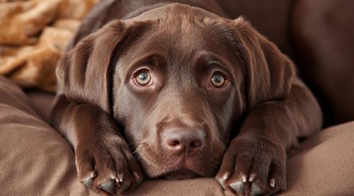 dog anxiety - Cute chocolate Labrador puppy lying on a brown cushion
