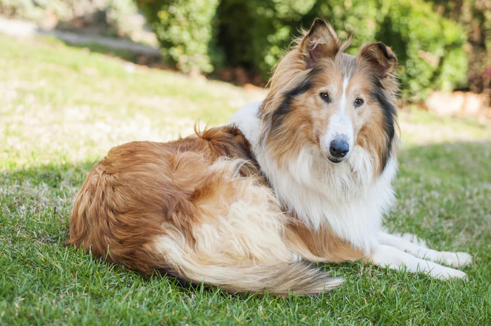 Collie dog sitting on the grass.