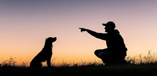 dog trainer - a silhouette of a dog training session