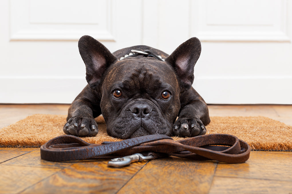 The Biggest Mistakes To AVOID When Training Your Dog