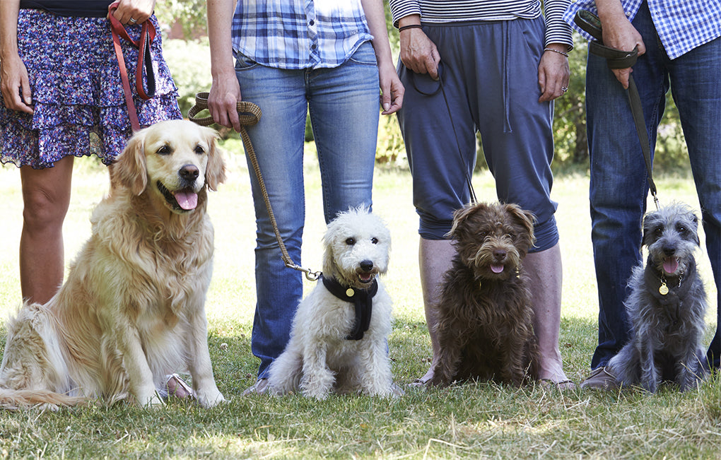 Looking For A Dog Trainer? Here’s How To Find The Right One