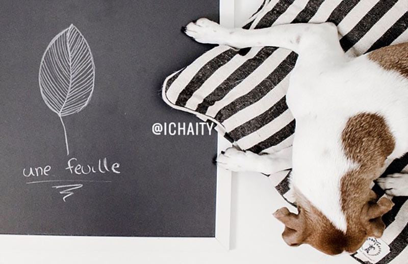 What Riley The Parson Dog Can Teach You About Awareness Campaigns