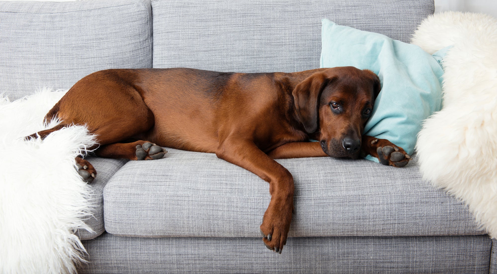 KIDNEY FAILURE IN DOGS, THE COMPLETE GUIDE: CAUSES, SYMPTOMS AND SOLUTIONS