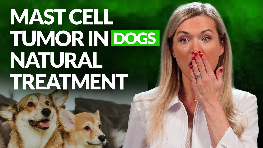 Naturally Treating Mast Cell Tumor in Dogs the RIGHT Way