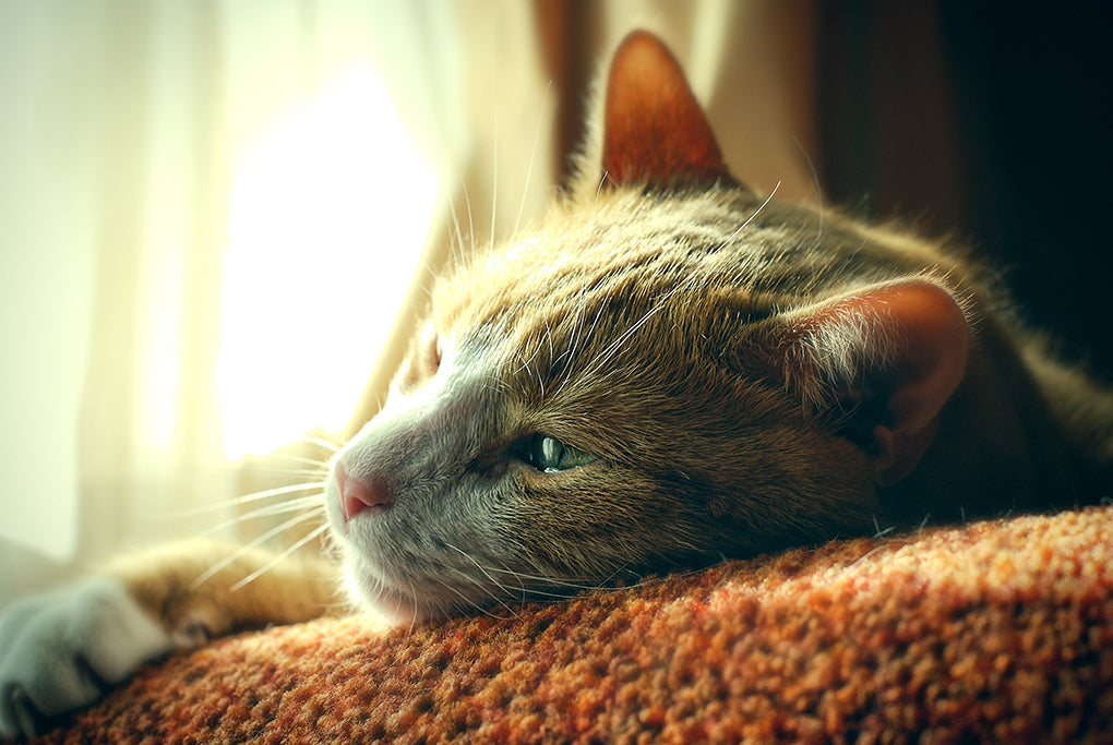 Causes, Signs, and Treatment of Mouth Cancer in Cats