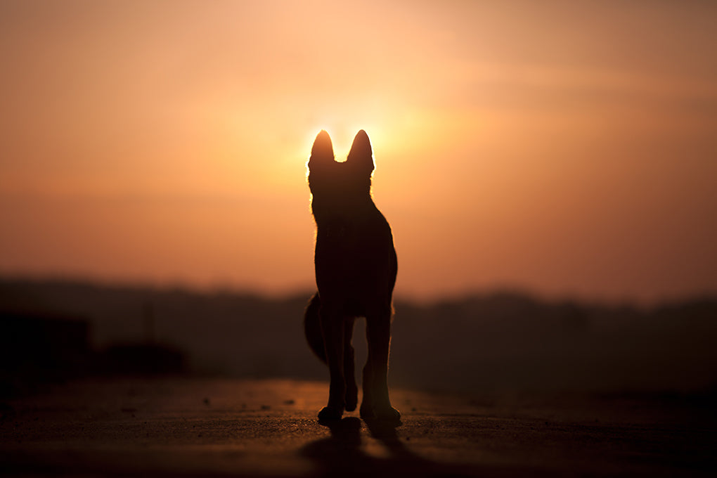 Pet Cremation : How to Pay Tribute to your Pet