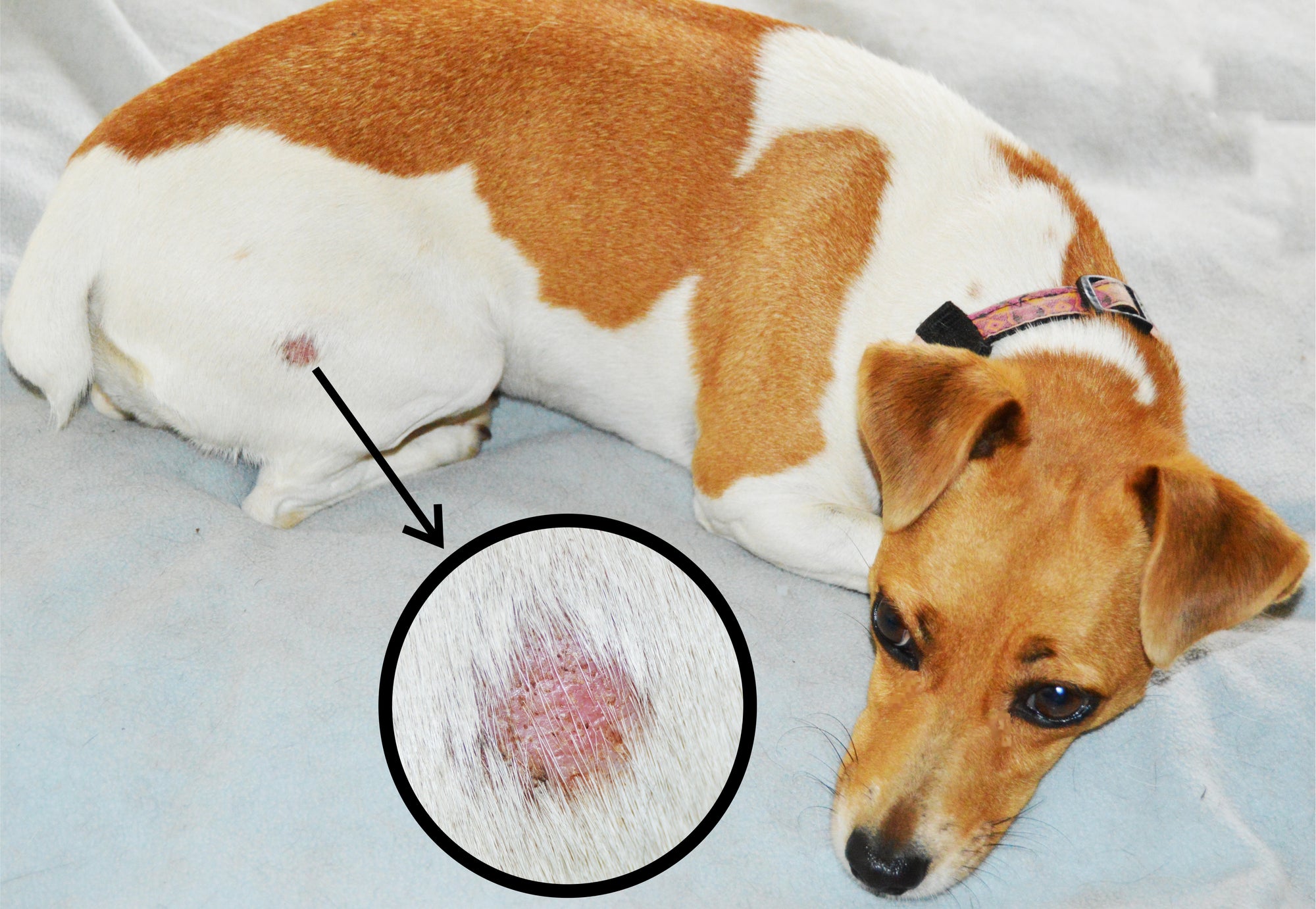 4 Natural Dog Ringworm Home Remedies You Should Have in Your Pet Checklist