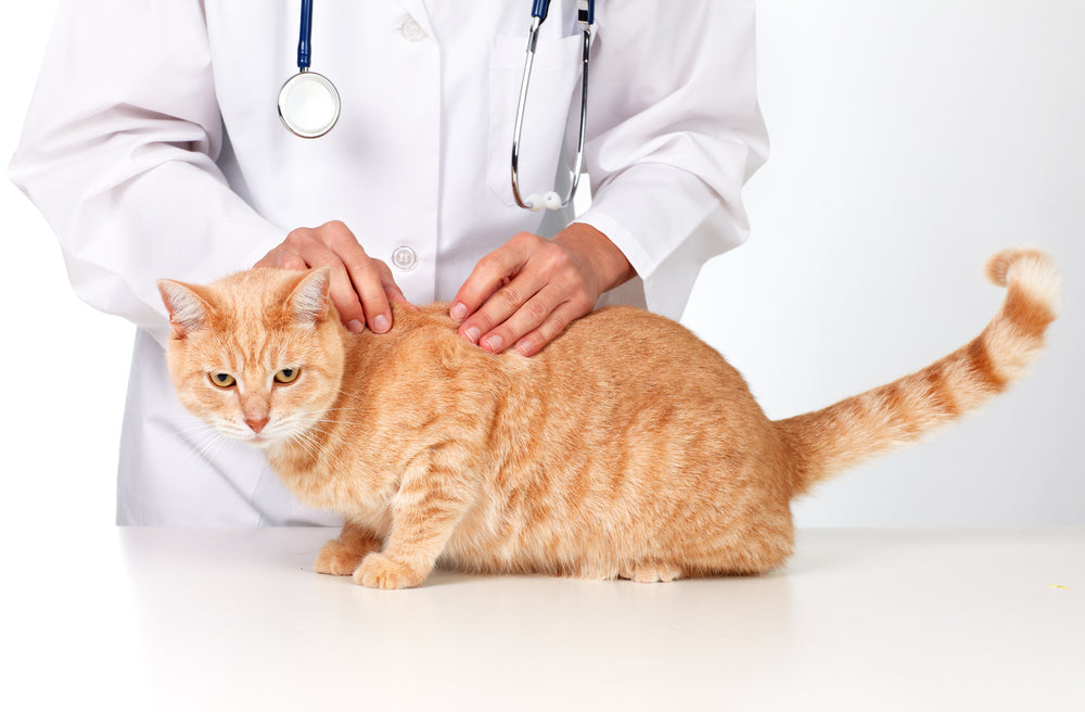 FIV in Cats: 6 Foods You Should Keep in Mind