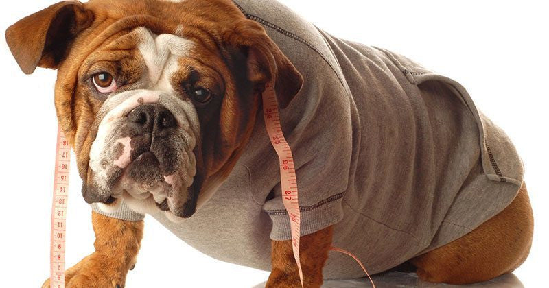 7 Warning Signs Your Dog Is Overweight