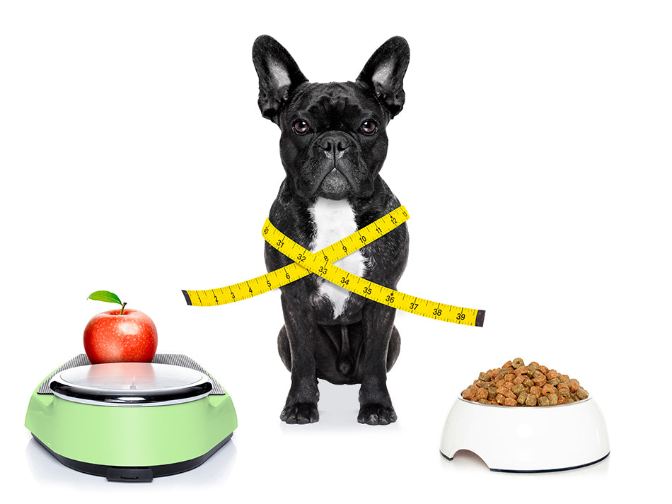 Health Issues Caused By Feeding Your Dog Or Cat The Wrong Diet