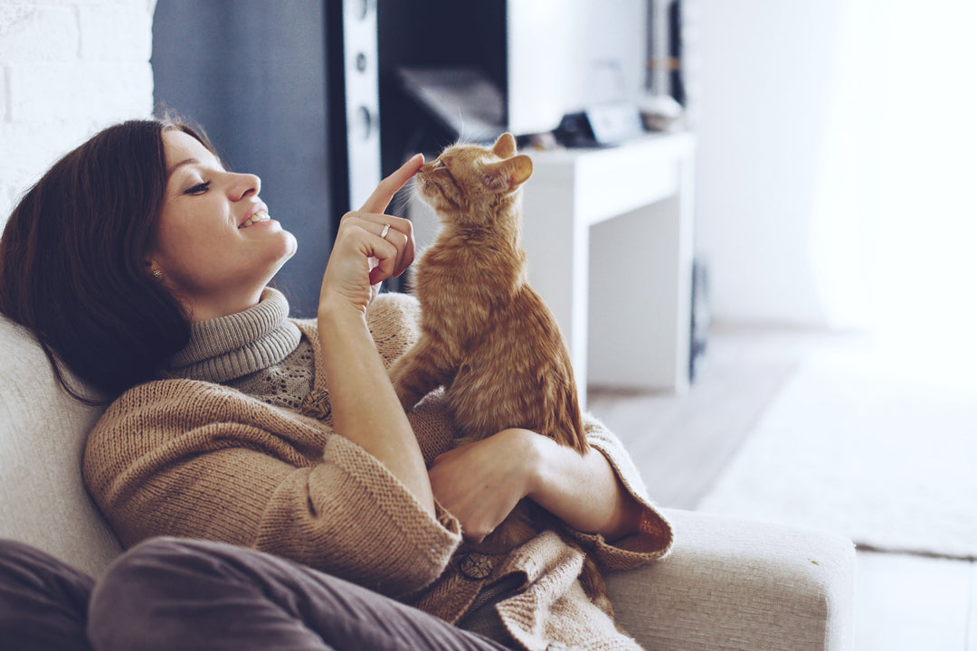 A Quick Guide on the 9 Most Important Cat Care Essentials