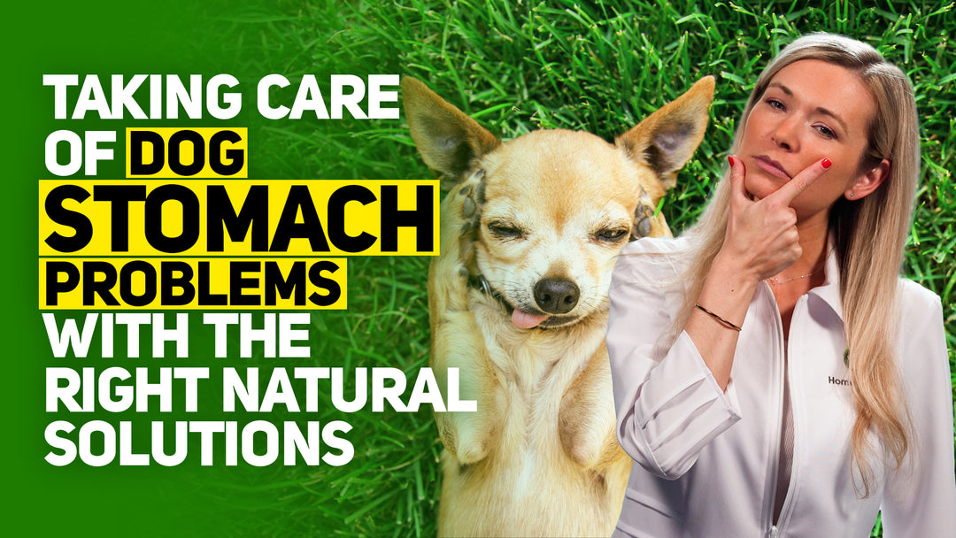 Knowing These 8 Dog Stomach Problems NATURAL Solutions Could Save Your Pet's Life!
