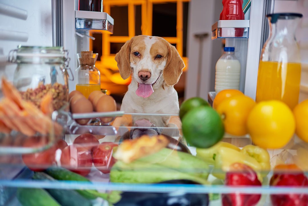 WHAT CAN DOGS EAT AND NOT EAT? CHECK OUT OUR ULTIMATE GUIDE