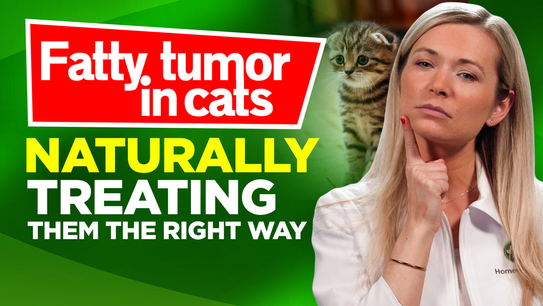 6 Natural Remedies for Fatty Tumor in Cats You Should Have in Your Checklist