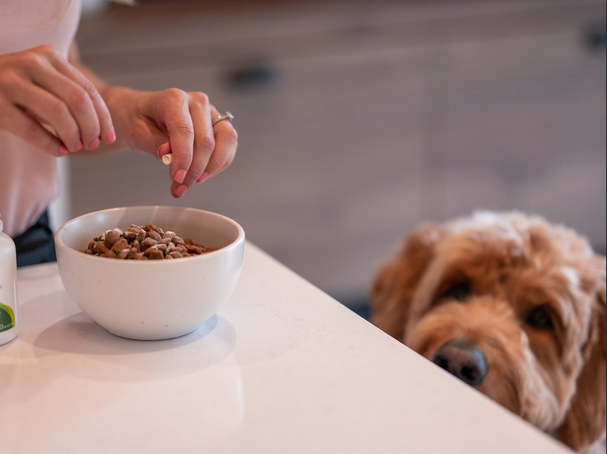 Dog gastritis natural shop remedies