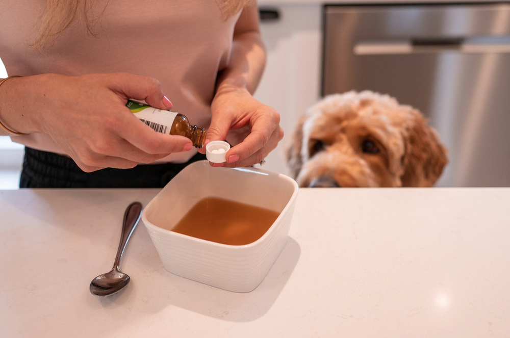 Top 8 Vet-Approved Natural Remedies for Feline Kidney Failure – Zumalka