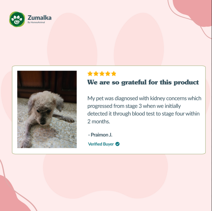 Soporte renal - Avanzado