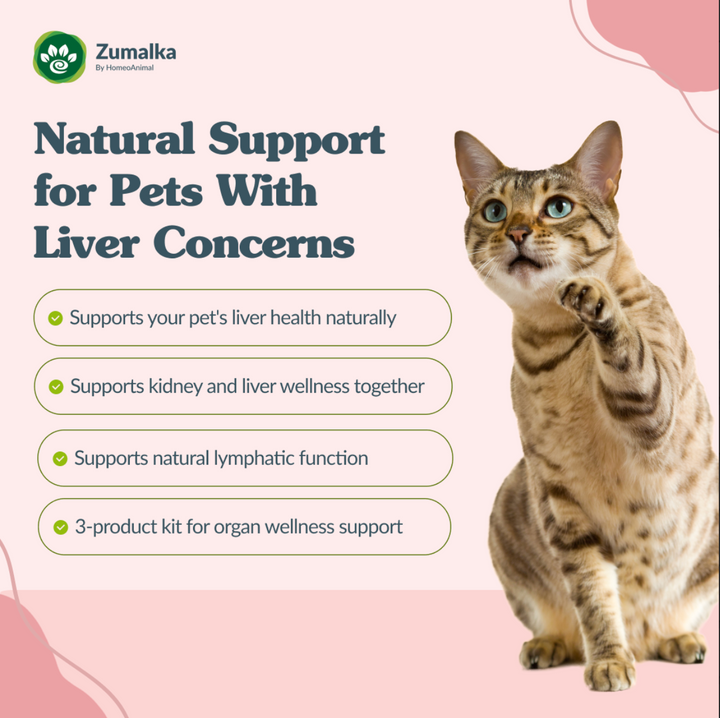 Drenador de hígado - Avanzado