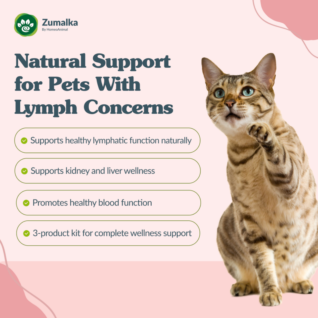 Lymph Drainer - Advanced