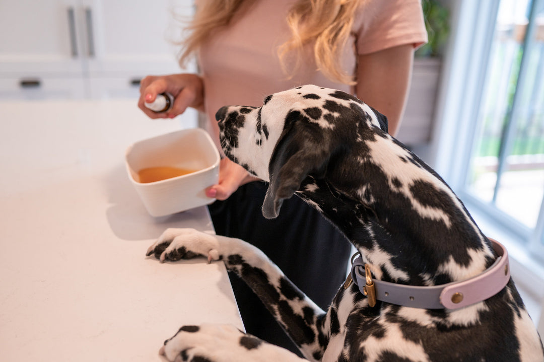 Piptopet - Mushroom Supplements for Dogs and Cats with Cancer